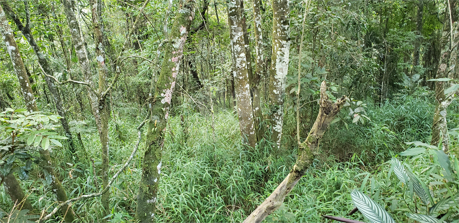 Venda Terreno Mairiporã Alpes Da Cantareira REO532285 3