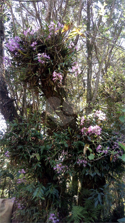 Venda Terreno Mairiporã Serra Da Cantareira REO537400 17