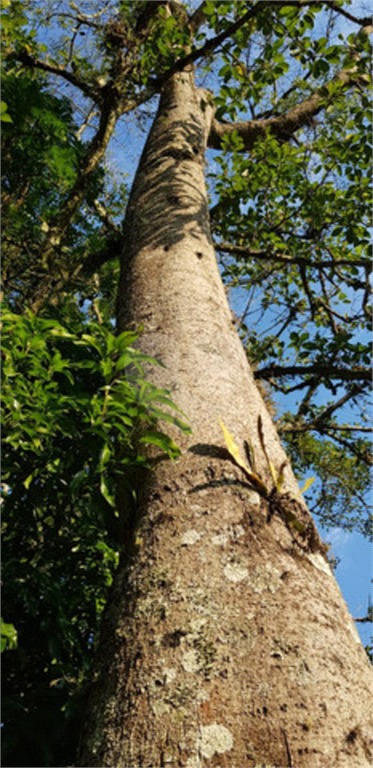 Venda Terreno Itatiba Loteamento Jardim Das Paineiras REO559439 16