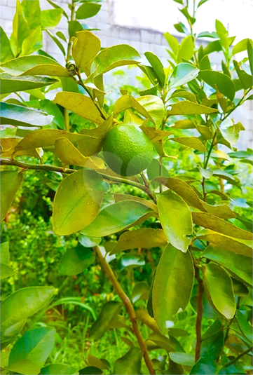 Venda Terreno Jundiaí Parque Quinta Da Boa Vista REO587762 7