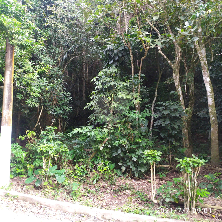 Venda Terreno Guarujá Morro Sorocotuba REO590478 3