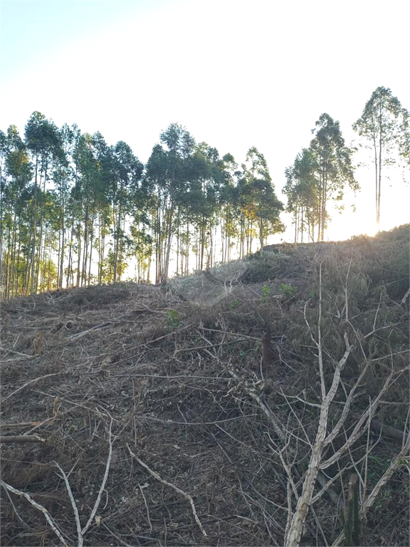 Venda Sítio Pilar Do Sul Campo Grande REO613589 6