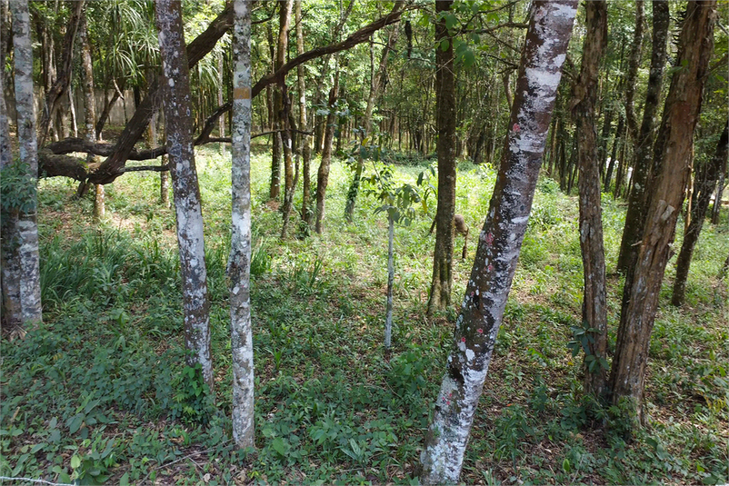 Venda Área de Terra São Roque Sorocamirim (canguera) REO624932 5