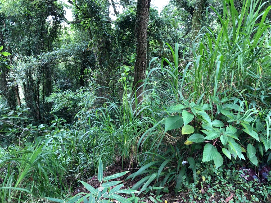 Venda Terreno Mairiporã Barreiro REO634765 3