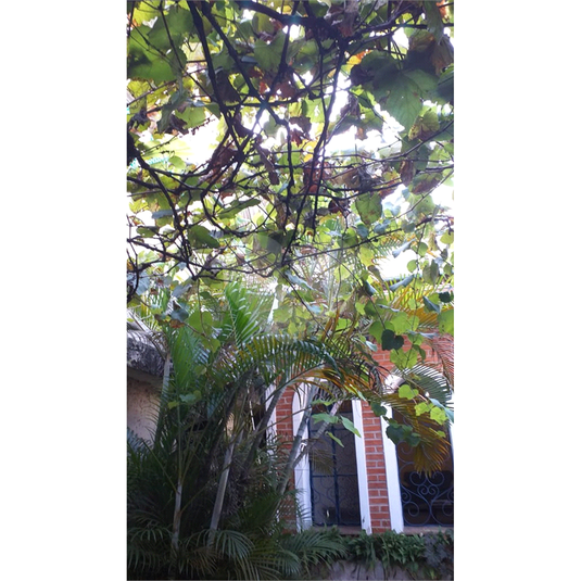 Foto REO679439