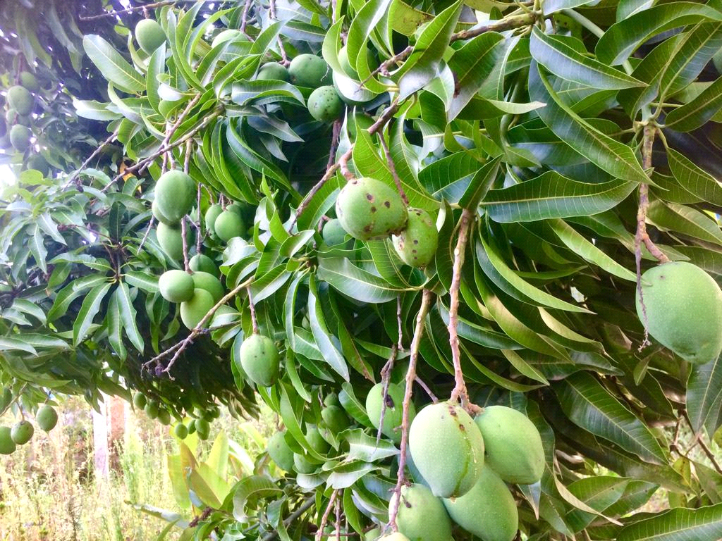 Venda Condomínio Itatiba Parque Da Fazenda REO692493 24