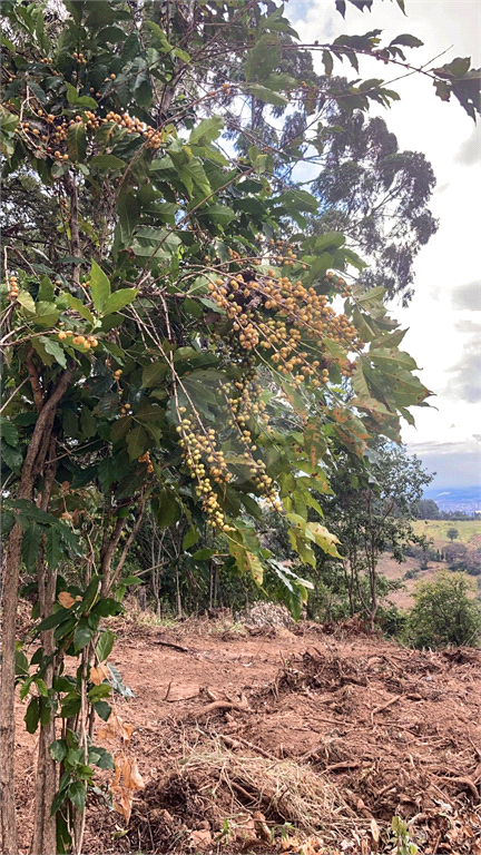 Venda Sítio São João Da Boa Vista Área Rural De São João Da Boa Vista REO695270 5