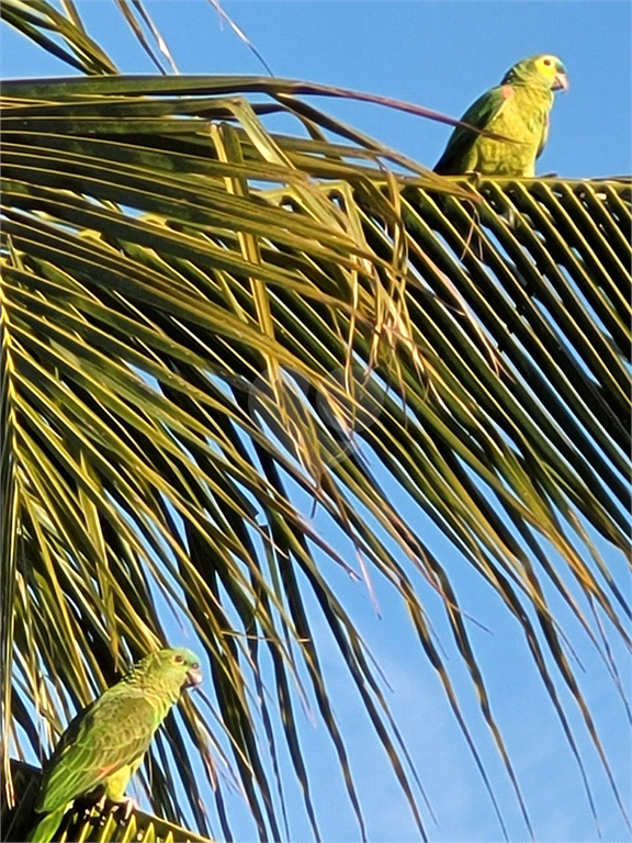 Venda Casa Rio De Janeiro Olaria REO727305 19