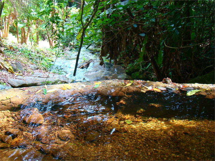 Venda Fazenda Casimiro De Abreu Professor Souza REO730019 61