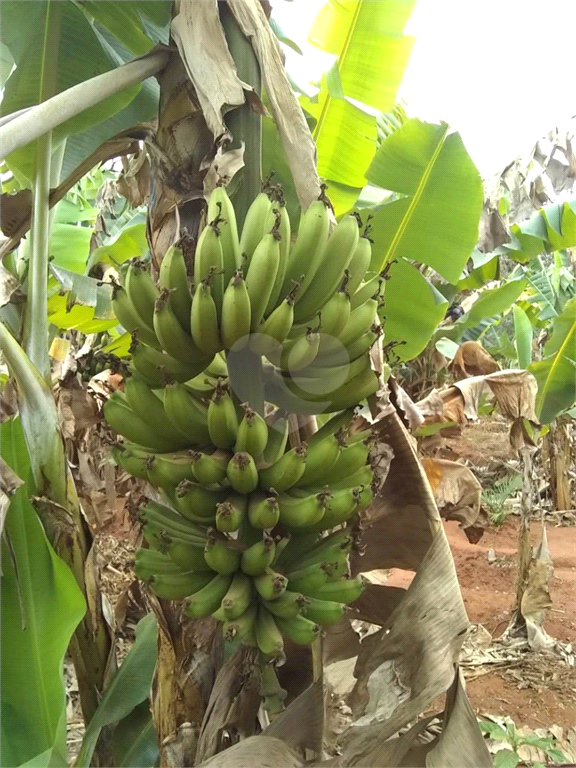 Venda Chácara Araraquara Recanto Dos Nobres REO731237 41