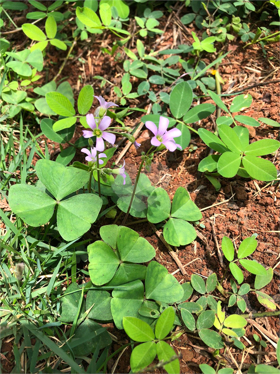 Venda Condomínio Barueri Jardim Tupanci REO743816 17