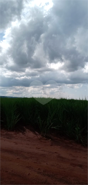 Venda Fazenda Ribeirão Preto Área Rural De Ribeirão Preto REO745817 2