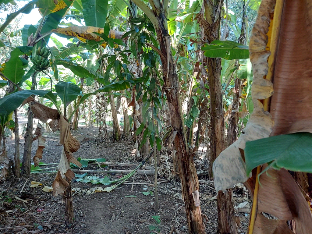 Venda Chácara São João Da Boa Vista Área Rural De São João Da Boa Vista REO805426 23