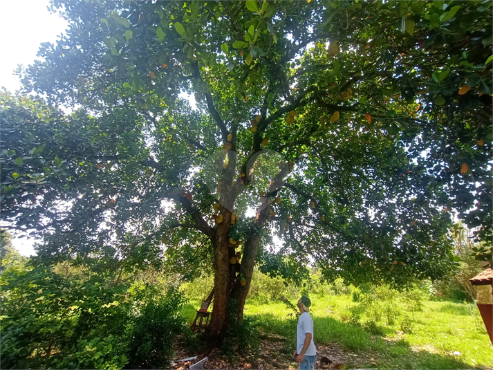 Venda Sítio Porto Feliz Área Rural De Porto Feliz REO806520 23