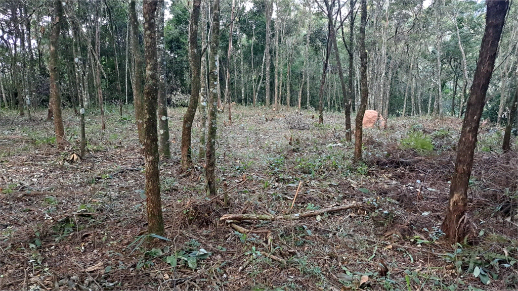 Venda Terreno Mairiporã Roseira REO816490 3