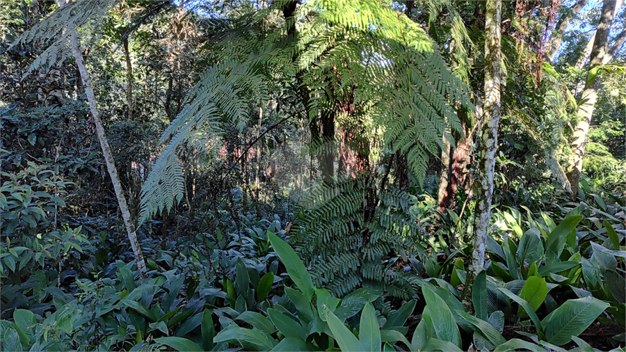 Venda Terreno Mairiporã Caraguatá REO827497 19