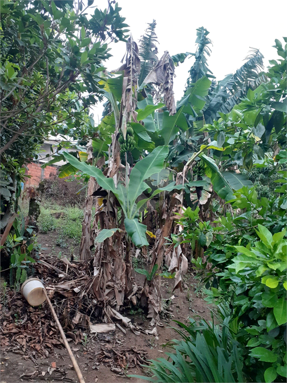 Venda Casa Jundiaí Castanho REO852730 29