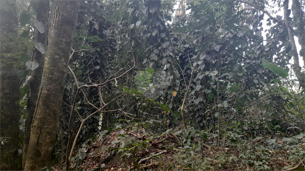 Venda Terreno Mairiporã Caraguatá REO859261 12