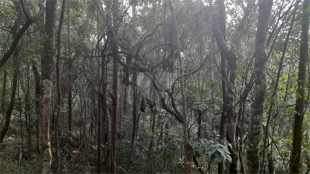 Venda Terreno Mairiporã Caraguatá REO859261 17