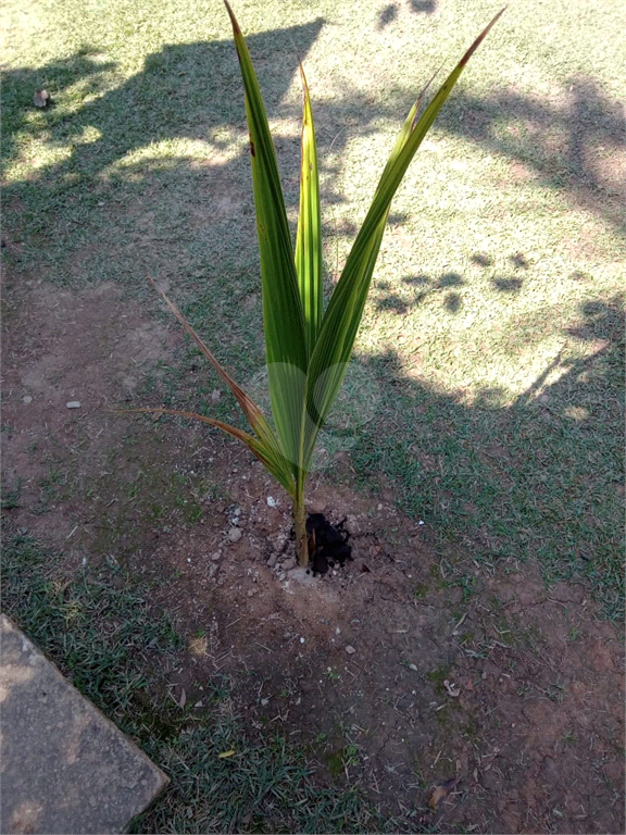 Venda Chácara Jarinu Maracanã REO883689 18