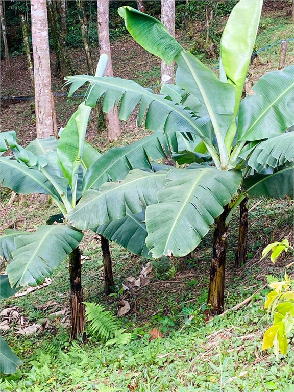 Venda Sítio Juquitiba Zona Rural REO887576 13