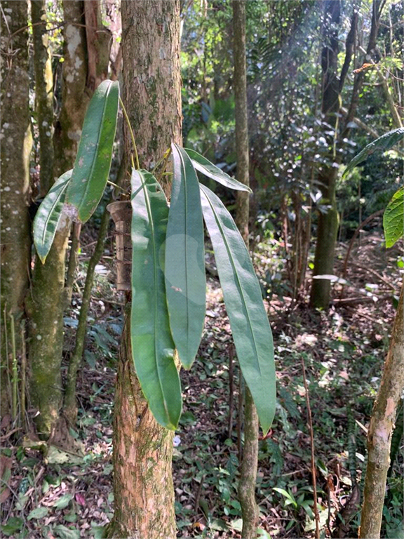 Venda Área de Terra Mairiporã Chácara Arantes REO892729 8