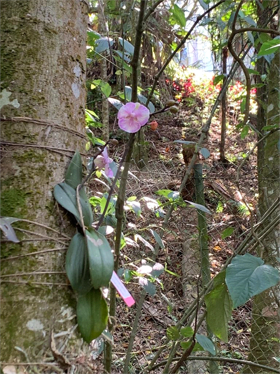 Venda Área de Terra Mairiporã Chácara Arantes REO892729 7