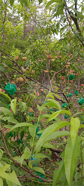 Venda Chácara Suzano Fazenda Aya REO893526 24