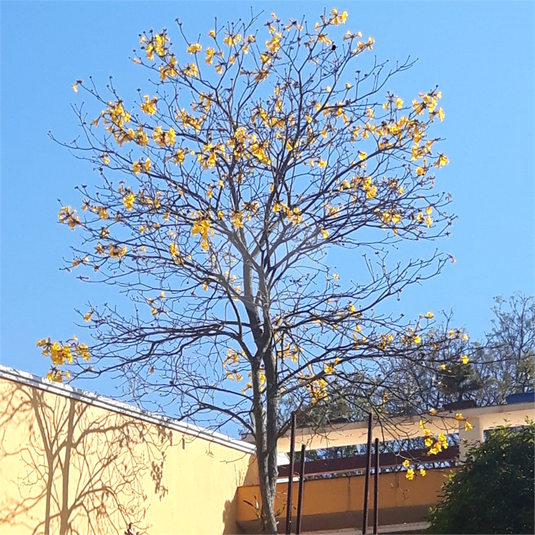 Venda Casa térrea São Paulo Horto Florestal REO894187 15