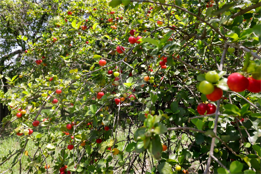 Venda Chácara Limeira Monte Verde REO924310 36