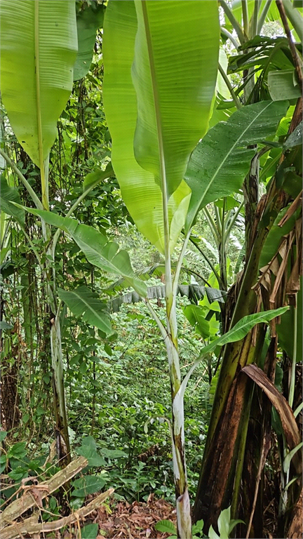 Venda Terreno São Paulo Tucuruvi REO932911 12