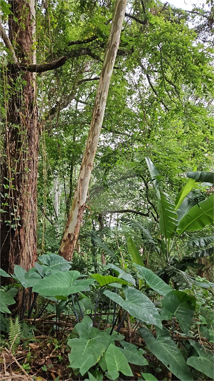 Venda Terreno São Paulo Tucuruvi REO932911 13