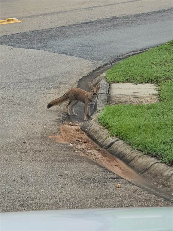 Venda Condomínio Sorocaba Parque Ecoresidencial Fazenda Jequitibá REO934945 34