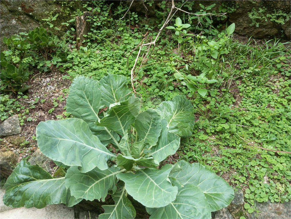 Venda Condomínio Niterói Mata Paca REO967558 9