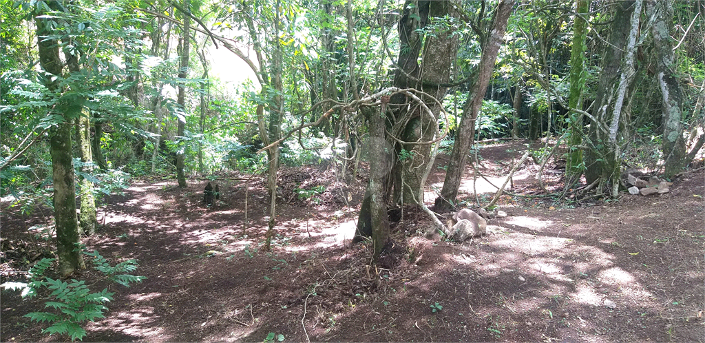 Venda Sítio Monte Sião Centro REO969792 12