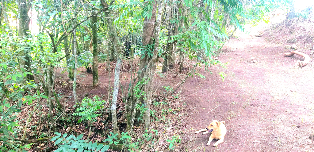 Venda Sítio Monte Sião Centro REO969792 6