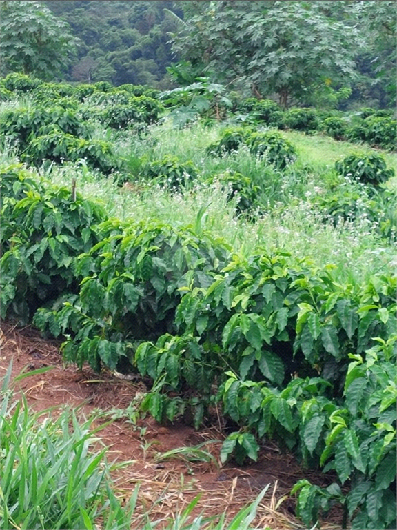 Venda Sítio Monte Sião Centro REO969823 4