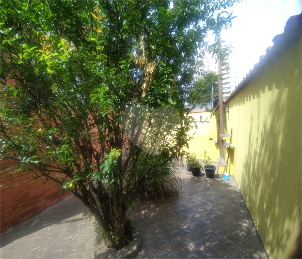 Foto REO973517