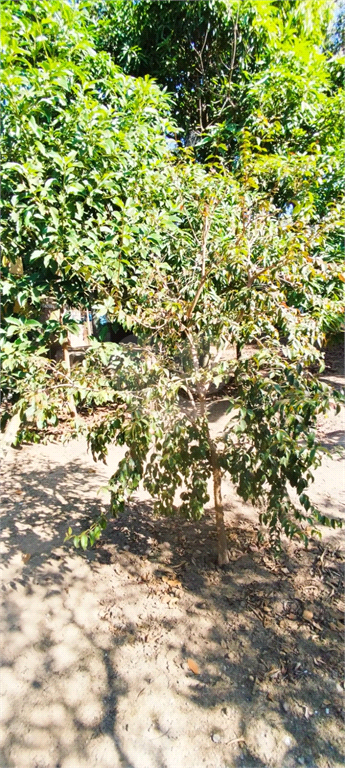 Venda Chácara Araras Parque Da Cascata Das Piaparas REO998993 9