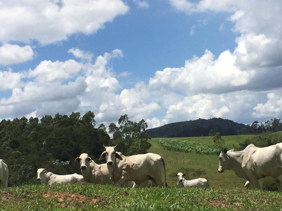 Venda Fazenda Morungaba Centro 1