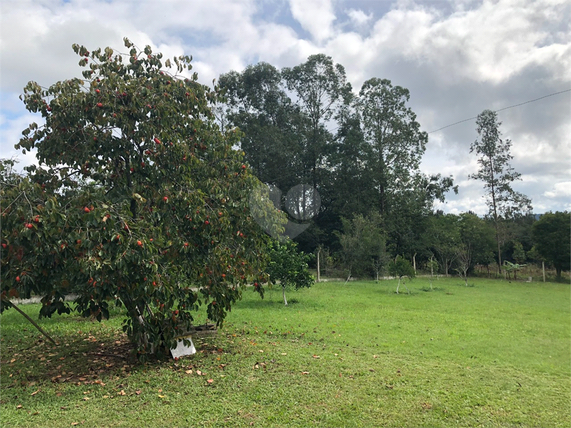 Venda Sítio Gravataí Loteamento Rural Palermo 1