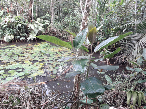 Venda Terreno Caraguatatuba Verde Mar 1
