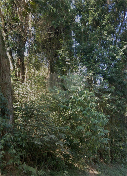 Venda Terreno São Paulo Jardim Virginia Bianca 1