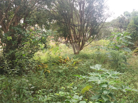 Venda Terreno São Paulo Horto Florestal 1