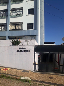 Agapanthus