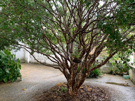 Venda Sobrado São Paulo Instituto De Previdência 1
