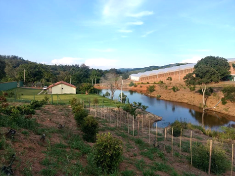 Venda Sítio Amparo Área Rural De Amparo 1