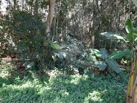 Venda Terreno Mairiporã Roseira 1