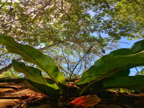 Venda Terreno Parnamirim Centro 1