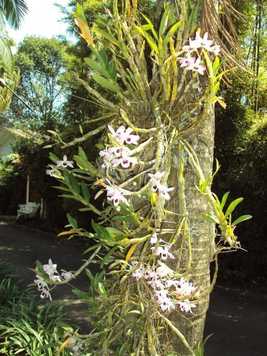 Venda Chácara São Paulo Vila Clarice 1